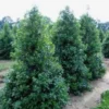 Nellie R Stevens Holly Quart Pot Evergreen Shrub - Fast Growing Privacy Screen