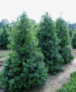 Nellie R Stevens Holly Quart Pot Evergreen Shrub - Fast Growing Privacy Screen