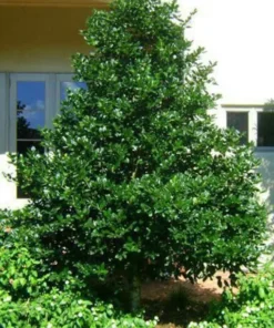 Nellie R Stevens Holly Quart Pot Evergreen Shrub - Fast Growing Privacy Screen