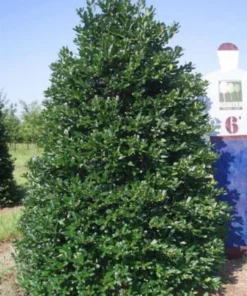 Nellie R Stevens Holly Quart Pot Evergreen Shrub - Fast Growing Privacy Screen