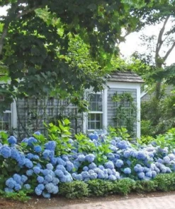 Nikko Blue Hydrangea Plant - 2.5