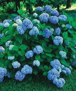 Nikko Blue Hydrangea Plant - 2.5