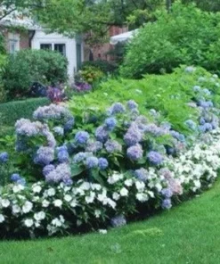 Nikko Blue Hydrangea Plant - 2.5