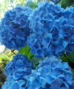 Nikko Blue Hydrangea Plant - 2.5