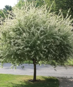 Nishiki Willow Plant - 2.5 inch Pot - Ornamental Shrub