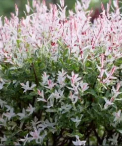 Nishiki Willow Plant - 2.5 inch Pot - Ornamental Shrub