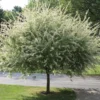 Nishiki Willow Plant - Quart Pot - Ornamental Shrub