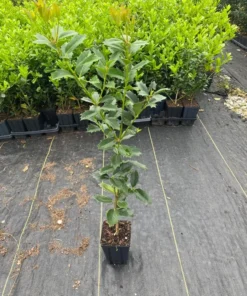 Oakland Holly Plant Quart Pot - Evergreen Shrub