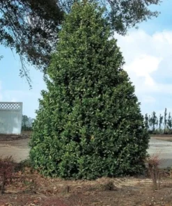 Oakland Holly Plant Quart Pot - Evergreen Shrub