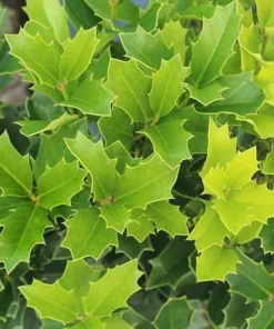 Oakland Holly Plant Quart Pot - Evergreen Shrub