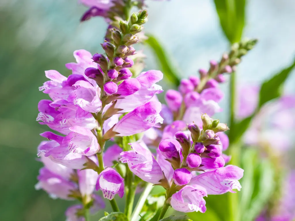 How to Grow Obedient Plants from Seeds: A Beginner’s Guide