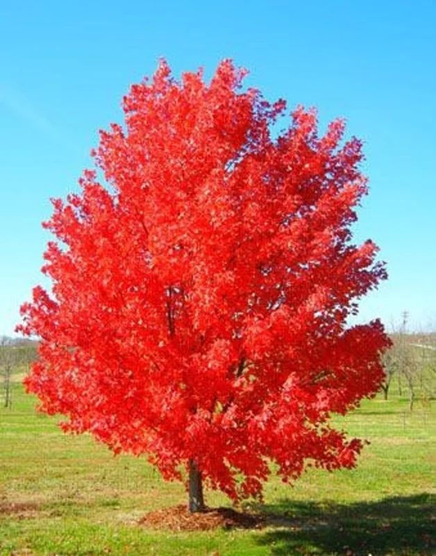 October Glory Maple Tree 2.5 inch Pot - Fall Color