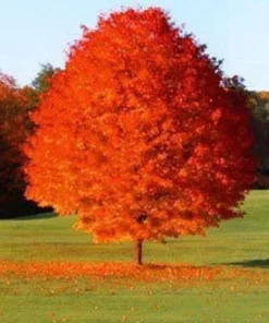 October Glory Maple Tree 2.5 inch Pot - Fall Color