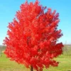 October Glory Maple Tree - Quart Pot Size - Shade Tree
