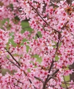 Okame Cherry Tree - Quart Pot - Flowering Ornamental Tree