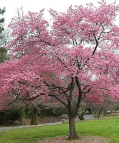 Okame Cherry Tree - Quart Pot - Flowering Ornamental Tree