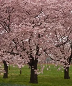 Okame Cherry Tree - Quart Pot - Flowering Ornamental Tree