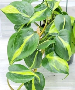 Philodendron Brasil Vine Live Plant 4" Pot - Rare Indoor Houseplant