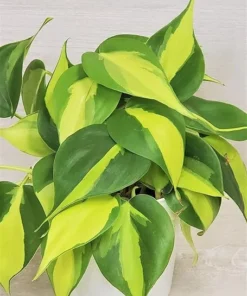 Philodendron Brasil Vine Live Plant 4" Pot - Rare Indoor Houseplant