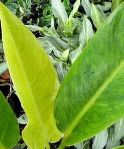 Philodendron Painted Lady Rooted Live Plant 4 Inch Pot Indoor Houseplant