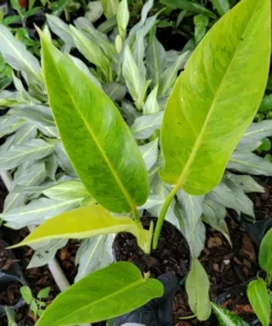 Philodendron Painted Lady Rooted Live Plant 4 Inch Pot Indoor Houseplant