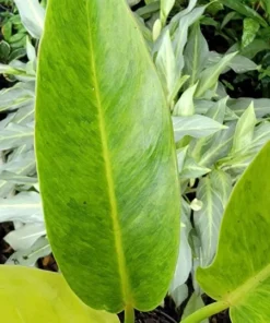 Philodendron Painted Lady Rooted Live Plant 4 Inch Pot Indoor Houseplant