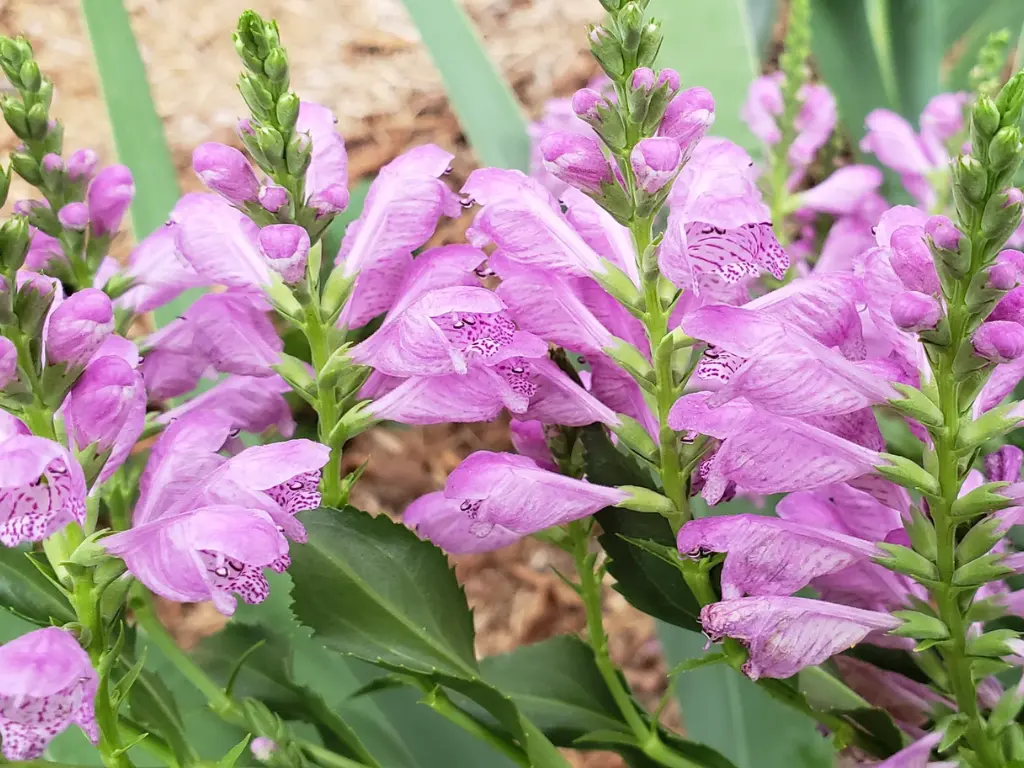 How to Grow Obedient Plants from Seeds: A Beginner’s Guide