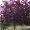 Purple Leaf Plum Cistena Plant - Quart Pot - Ornamental Tree