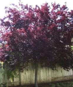 Purple Leaf Plum Cistena Plant - Quart Pot - Ornamental Tree