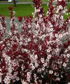 Purple Leaf Plum Cistena Plant - Quart Pot - Ornamental Tree