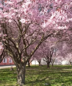 Purple Leaf Plum Cistena Plant - Quart Pot - Ornamental Tree