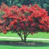 Red Crape Myrtle Plant - Quart Pot Size - Vibrant Red Blooms