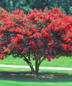 Red Crape Myrtle Plant - Quart Pot Size - Vibrant Red Blooms
