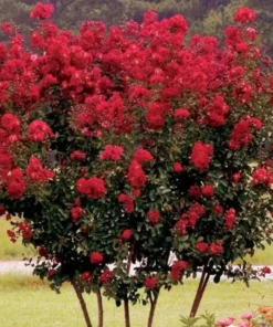 Red Crape Myrtle Plant - Quart Pot Size - Vibrant Red Blooms