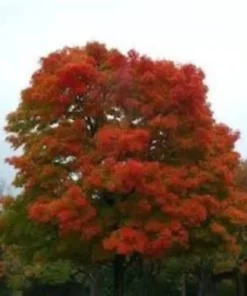 Red Oak Seedling Quart Pot - Fast Growing Shade Tree