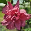 Red Rose of Sharon Althea Plant Quart Pot - Blooming Red Hibiscus Shrub