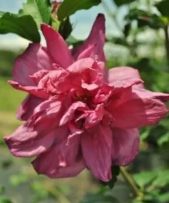 Red Rose of Sharon Althea Plant Quart Pot - Blooming Red Hibiscus Shrub