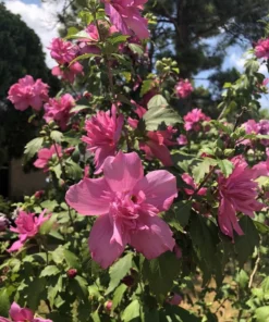 Red Rose of Sharon Althea Plant Quart Pot - Blooming Red Hibiscus Shrub