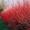 Red Twig Dogwood Shrub Quart Pot - Bright Winter Interest