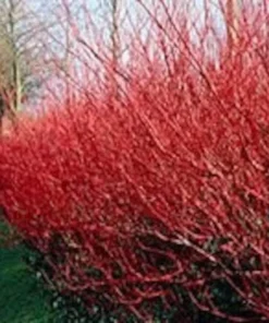 Red Twig Dogwood Shrub Quart Pot - Bright Winter Interest
