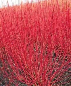 Red Twig Dogwood Shrub Quart Pot - Bright Winter Interest