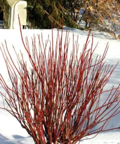 Red Twig Dogwood Shrub Quart Pot - Bright Winter Interest