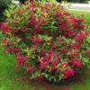Red Weigela Plant Quart Pot - Flowering Shrub for Gardens
