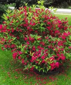 Red Weigela Plant Quart Pot - Flowering Shrub for Gardens