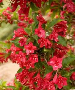 Red Weigela Plant Quart Pot - Flowering Shrub for Gardens
