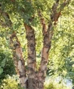 River Birch Tree Quart Pot - Fast Growing Shade Tree