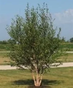 River Birch Tree Quart Pot - Fast Growing Shade Tree