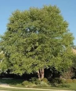 River Birch Tree Quart Pot - Fast Growing Shade Tree