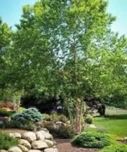 River Birch Tree Quart Pot - Fast Growing Shade Tree