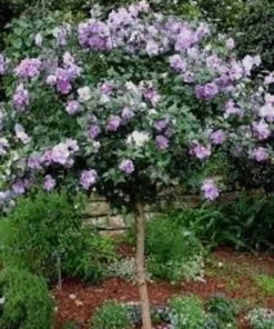Rose of Sharon Althea Minerva - Quart Pot - Flowering Shrub - Outdoor Plant